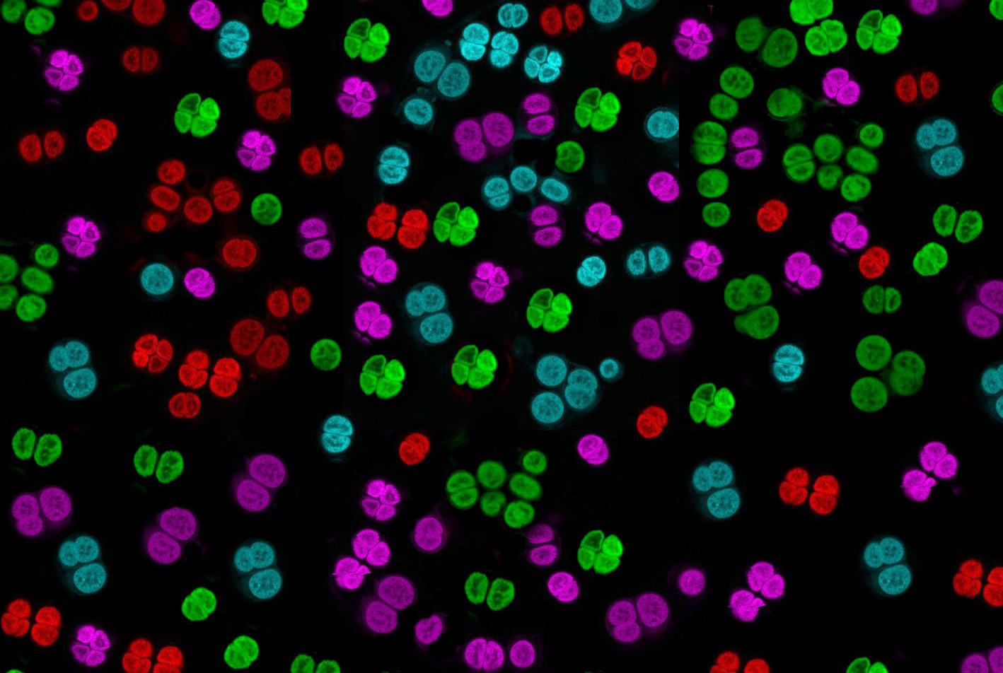NRMC-F