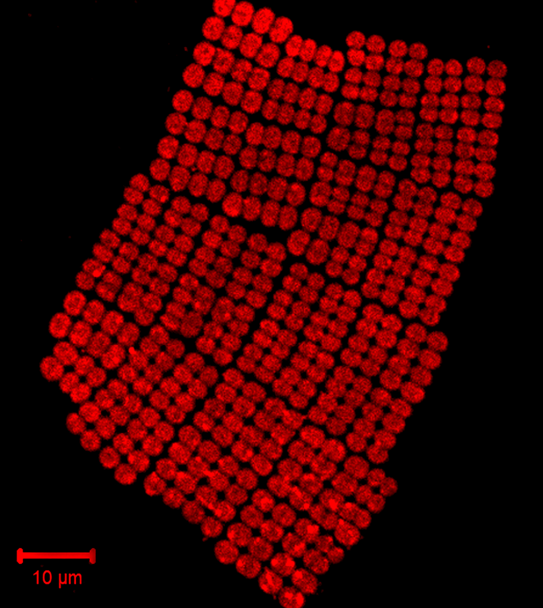 NRMC-F