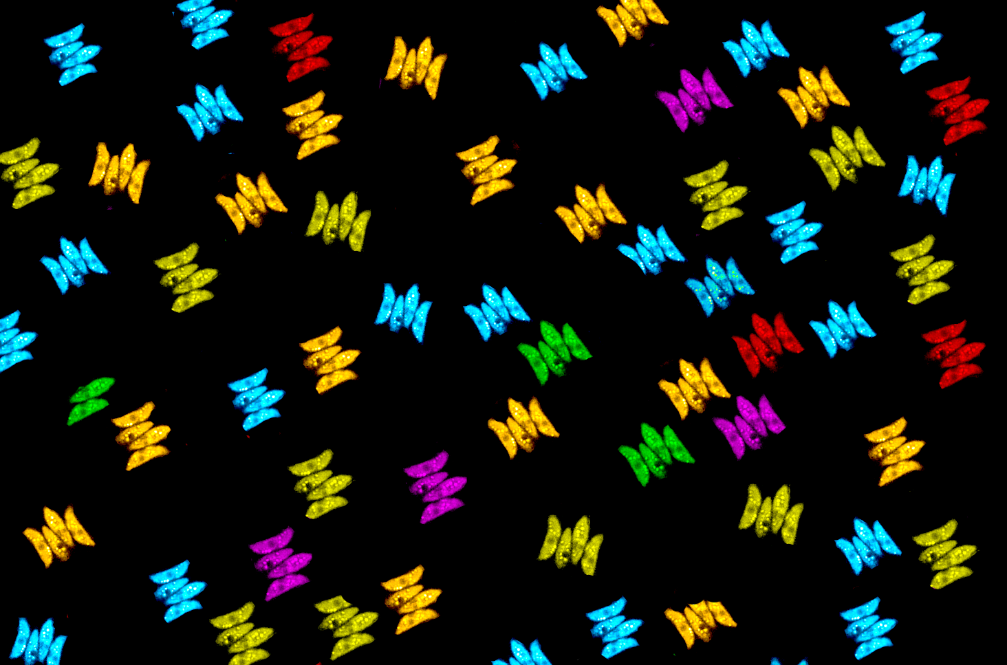 NRMC-F