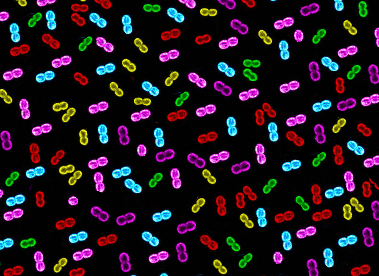 NRMC-F